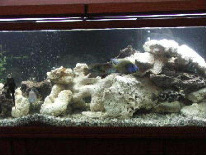 125 gallons freshwater fish tank (mostly fish and non-living decorations) - rectangular tank