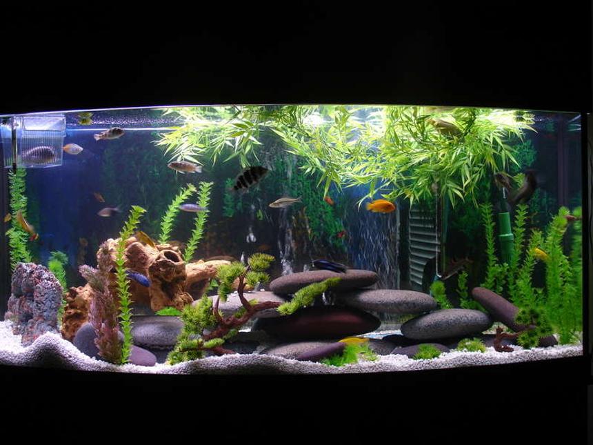 Rated #55: 72 Gallons Freshwater Fish Tank - whole tank view