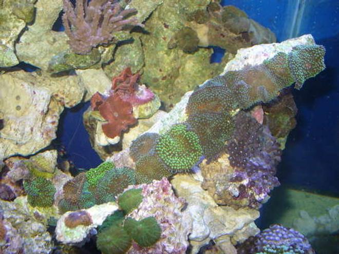 corals inverts - ricordea yuma - ricordea mushroom stocking in 45 gallons tank - ricordia branch