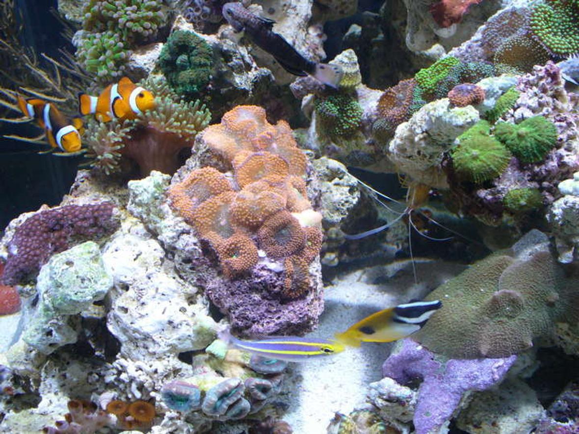 corals inverts - ricordea yuma - flower / ricordea mushroom, green stocking in 45 gallons tank - clowns ,anemone ,ricordea