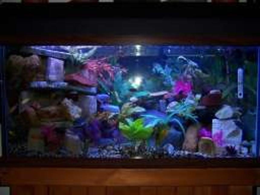 Rated #353: 90 Gallons Freshwater Fish Tank - 90 gallon