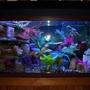 90 gallons freshwater fish tank (mostly fish and non-living decorations) - 90 gallon