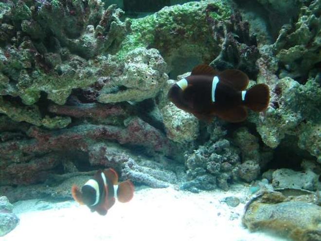 saltwater fish - premnas biaculeatus - maroon clownfish stocking in 75 gallons tank - male maroon gold stripe clown fish(left) female gold stripe(right)