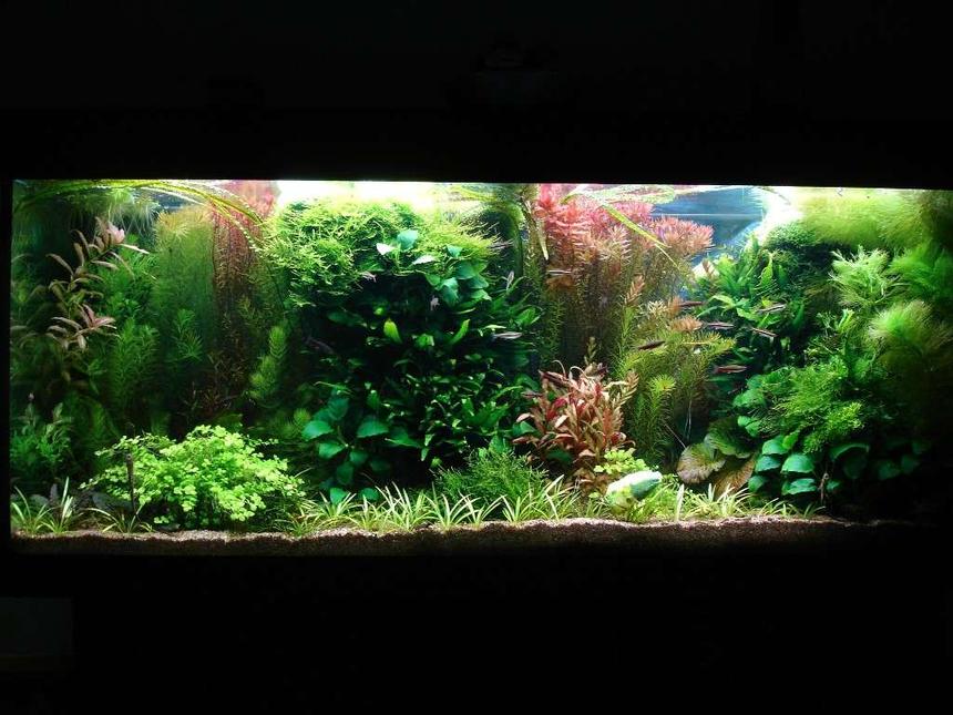 Rated #9: 53 Gallons Planted Tank - 240L 120 x 40 x 50,
Fluorescent lightning T8: 4 x 38W
Filtration: Eheim 2236 600l/h & Juwel Compact 1000l/h,
CO2 addition, fertilisation with PMDD or Profito twice a week, daily Easycarbo 5ml &  
50-60% water change weekly