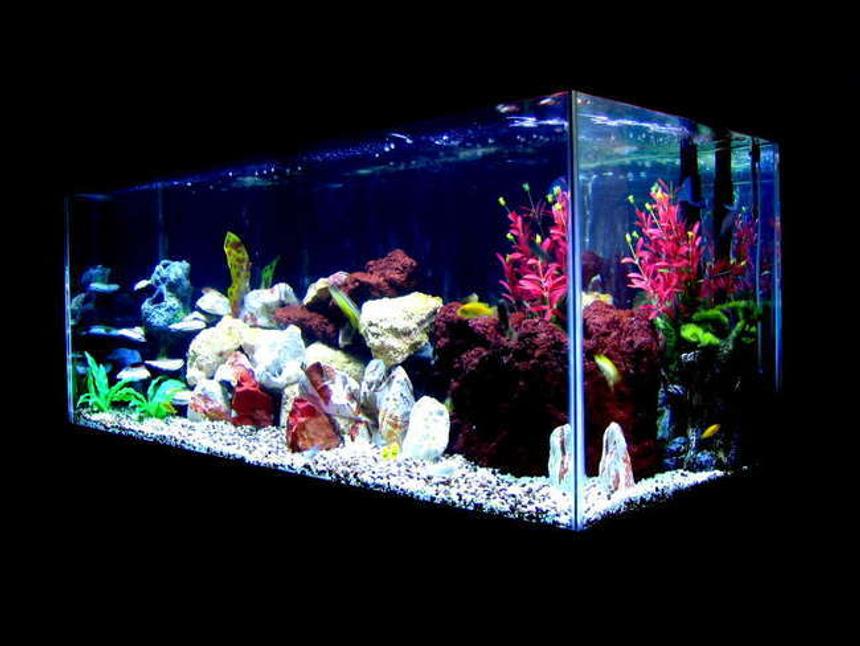 Rated #41: 75 Gallons Freshwater Fish Tank - My African Cichlid  Tank