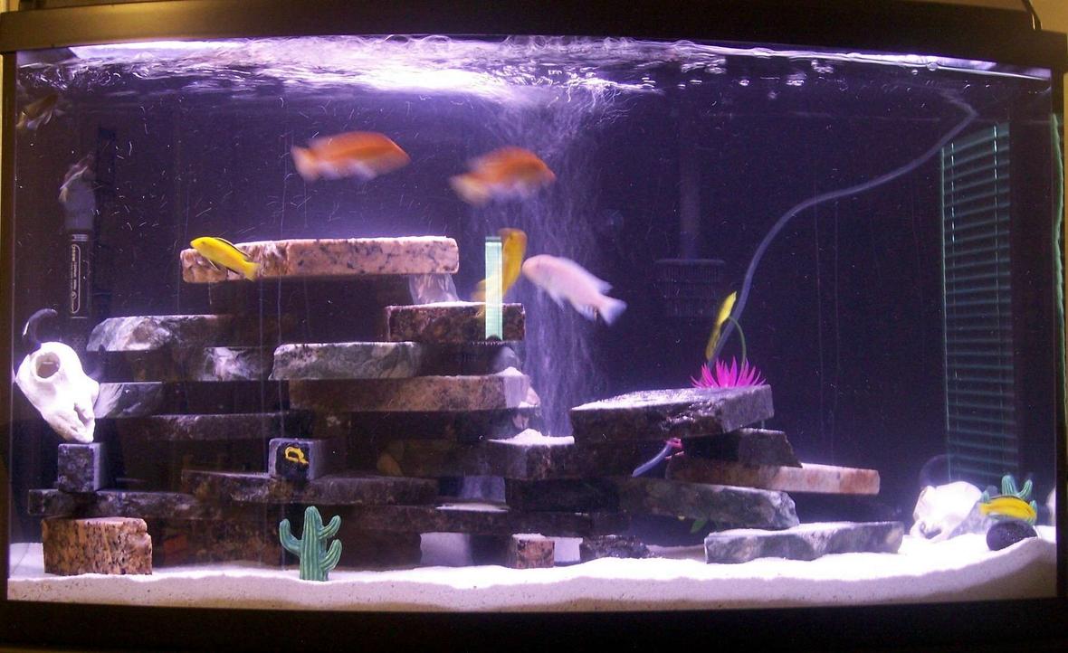 46 gallons freshwater fish tank (mostly fish and non-living decorations) - much better pic