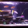 46 gallons freshwater fish tank (mostly fish and non-living decorations) - much better pic