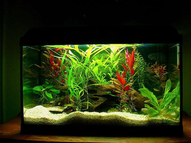 20 gallons planted tank (mostly live plants and fish) - 24-18-12 standard - life glo 2 15w lamp - power 20 filter no carbon double sponge and bio medium - keep carbon out of your tank - diy - never use fast rising yeast your ph will change a little too quickily