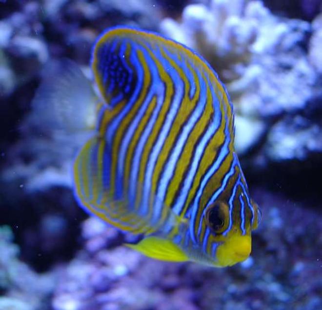 saltwater fish - pygoplites diacanthus - regal angelfish stocking in 140 gallons tank - Regal Angel