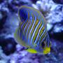 saltwater fish - pygoplites diacanthus - regal angelfish stocking in 140 gallons tank - Regal Angel
