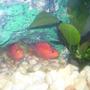 freshwater fish - heros severus x amphilophus citrinellum - blood parrot stocking in 55 gallons tank - red par. cichlids