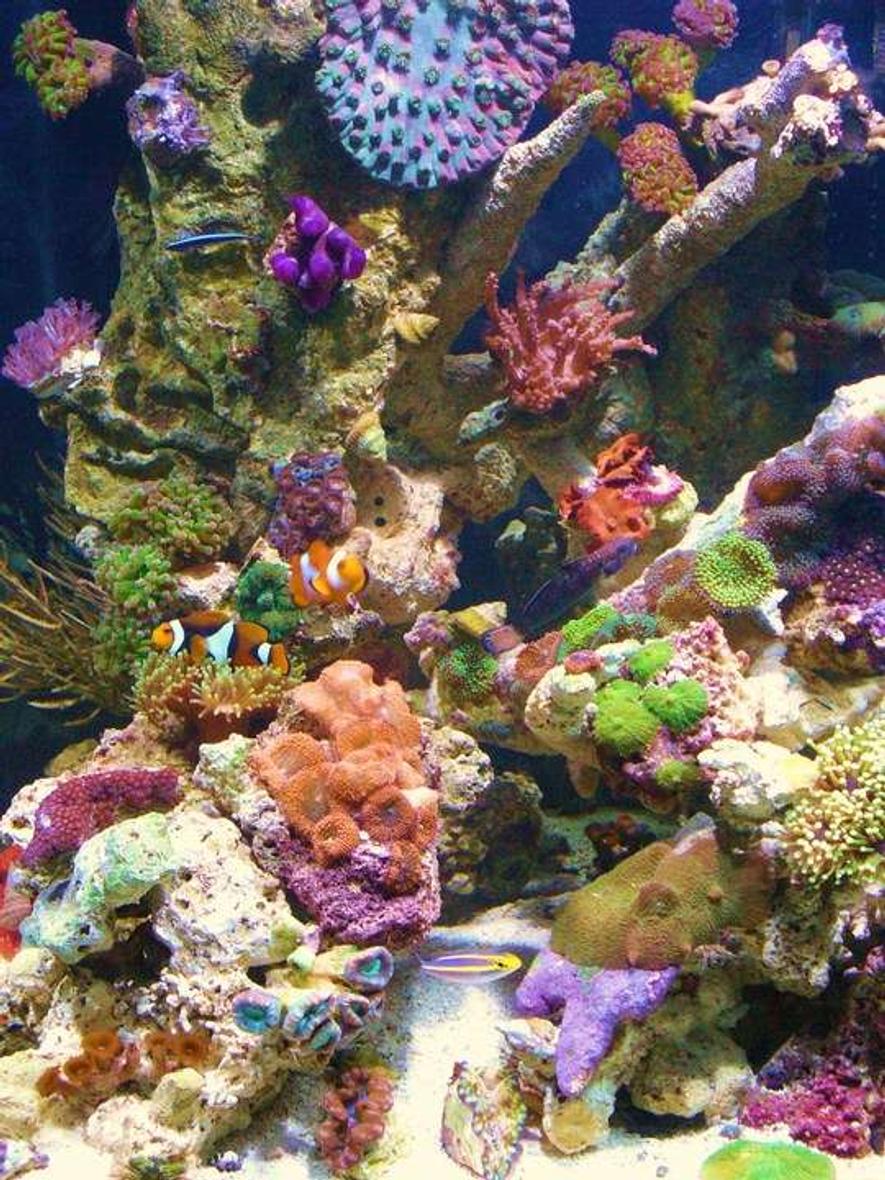 Rated #27: 45 Gallons Reef Tank - tank