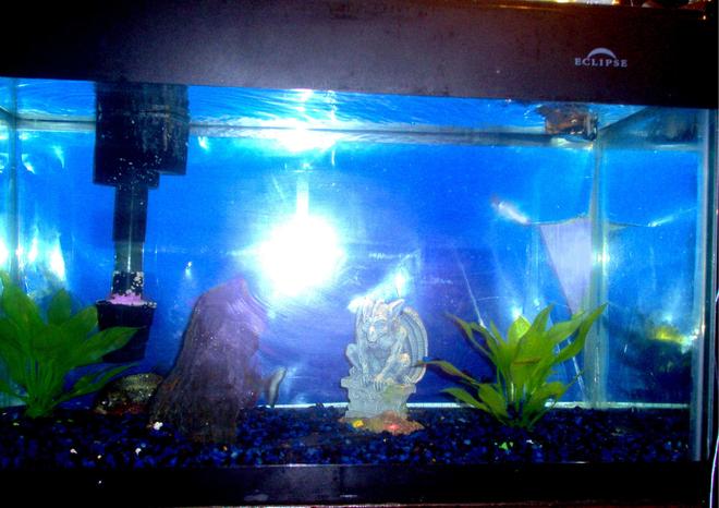 75 gallons freshwater fish tank (mostly fish and non-living decorations) - my one piranha, swords are live, filtration and lighting are in the eclipse hood