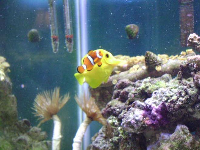 saltwater fish - amphiprion percula - true percula clownfish stocking in 20 gallons tank - My tang and Clown they are buddies!