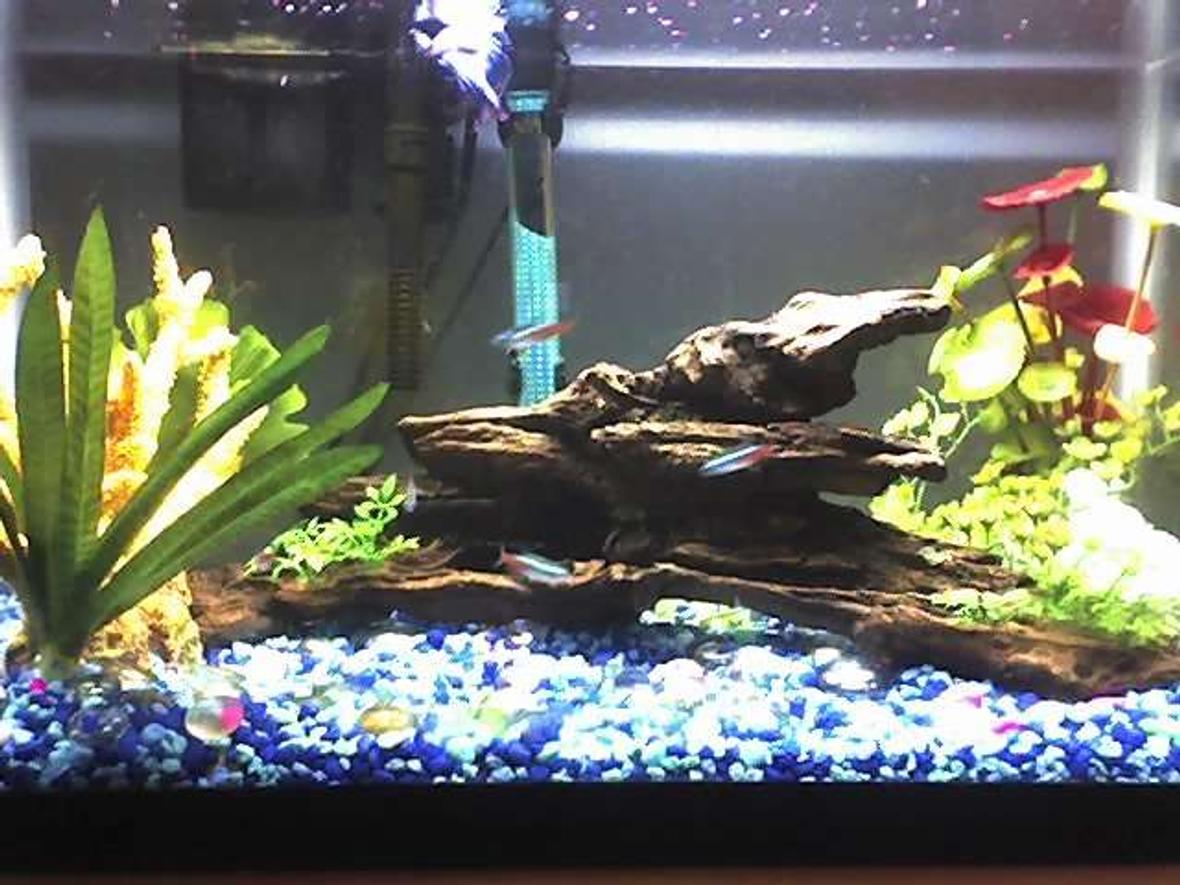 10 gallons freshwater fish tank (mostly fish and non-living decorations) - As close a shot that I could get and still get the whole tank in the picture. --- Fake yellow coral and two fake plants on the left. A wood centerpiece and some of my tetras in the middle, and two more fake plants and my fish cave on the right. --- My betta is hiding inbetween the filter and the heater near the top. --- (photo shot with my phone, sorry for the quality)
