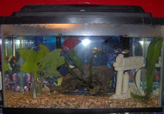 10 gallons freshwater fish tank (mostly fish and non-living decorations) - 10 Gallon Fish tank