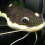 freshwater fish - pimelodus blochii - flat-nosed catfish stocking in 210 gallons tank - RTC 3"