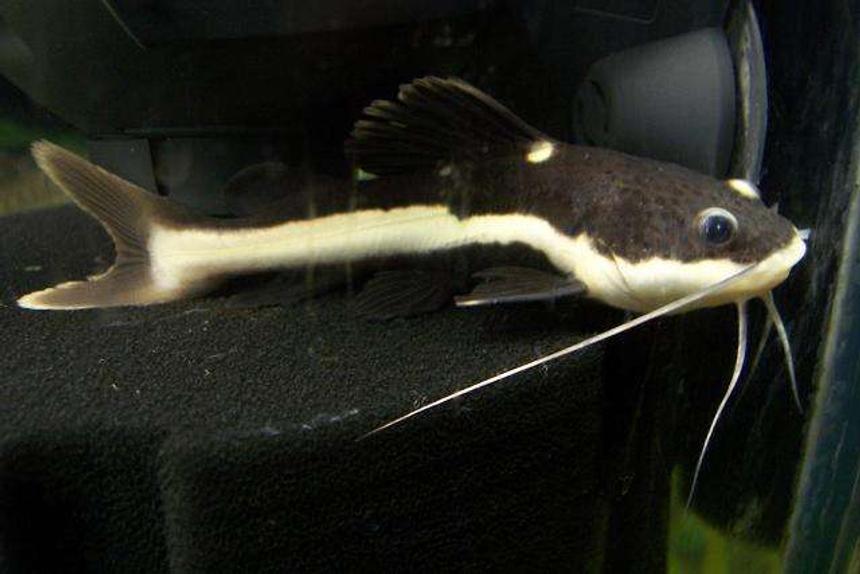 Rated #1150: Freshwater Fish - Pimelodus Blochii - Flat-nosed Catfish Stocking In 210 Gallons Tank - RTC 3"