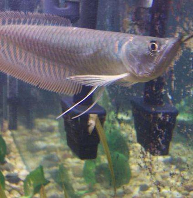 freshwater fish - osteoglossum bicirrhosum - silver arowana stocking in 210 gallons tank - Silver Arowana 7"