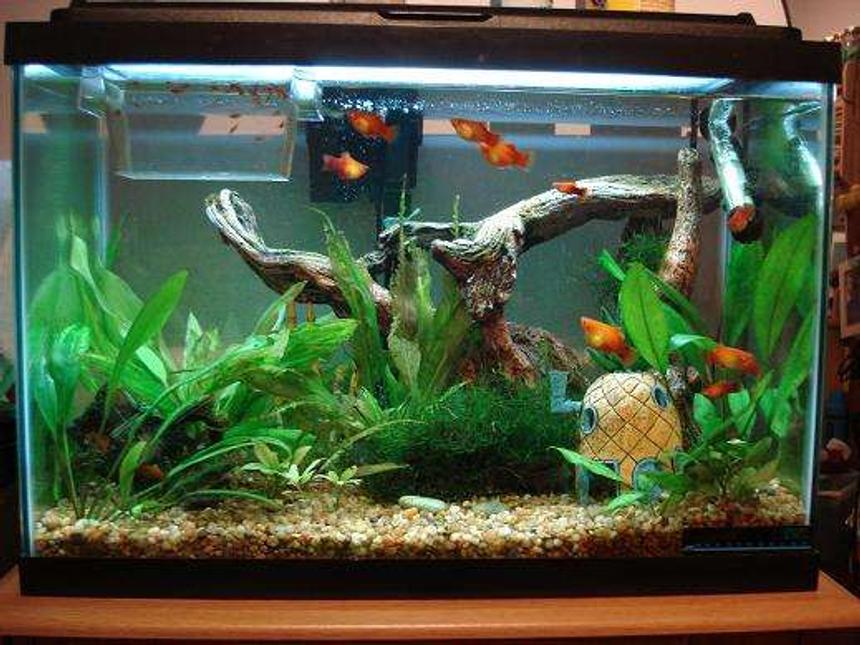 Rated #151: 20 Gallons Planted Tank - my pineapple house xD