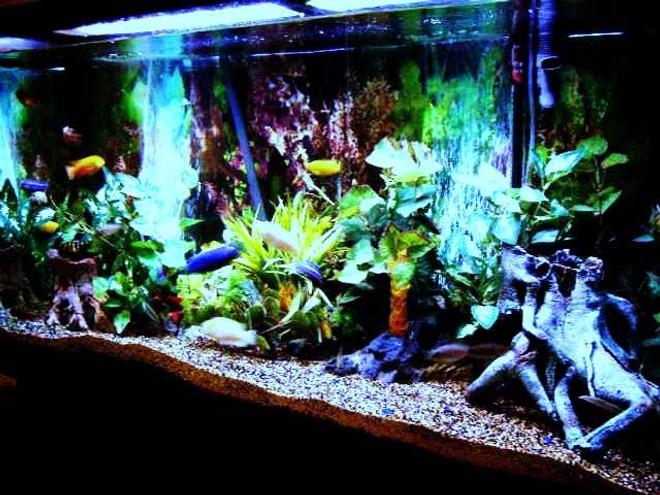 80 gallons freshwater fish tank (mostly fish and non-living decorations) - cichlid tank