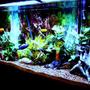 80 gallons freshwater fish tank (mostly fish and non-living decorations) - cichlid tank