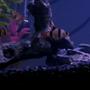 freshwater fish - puntius tetrazona - tiger barb stocking in 20 gallons tank - Tiger Barbs