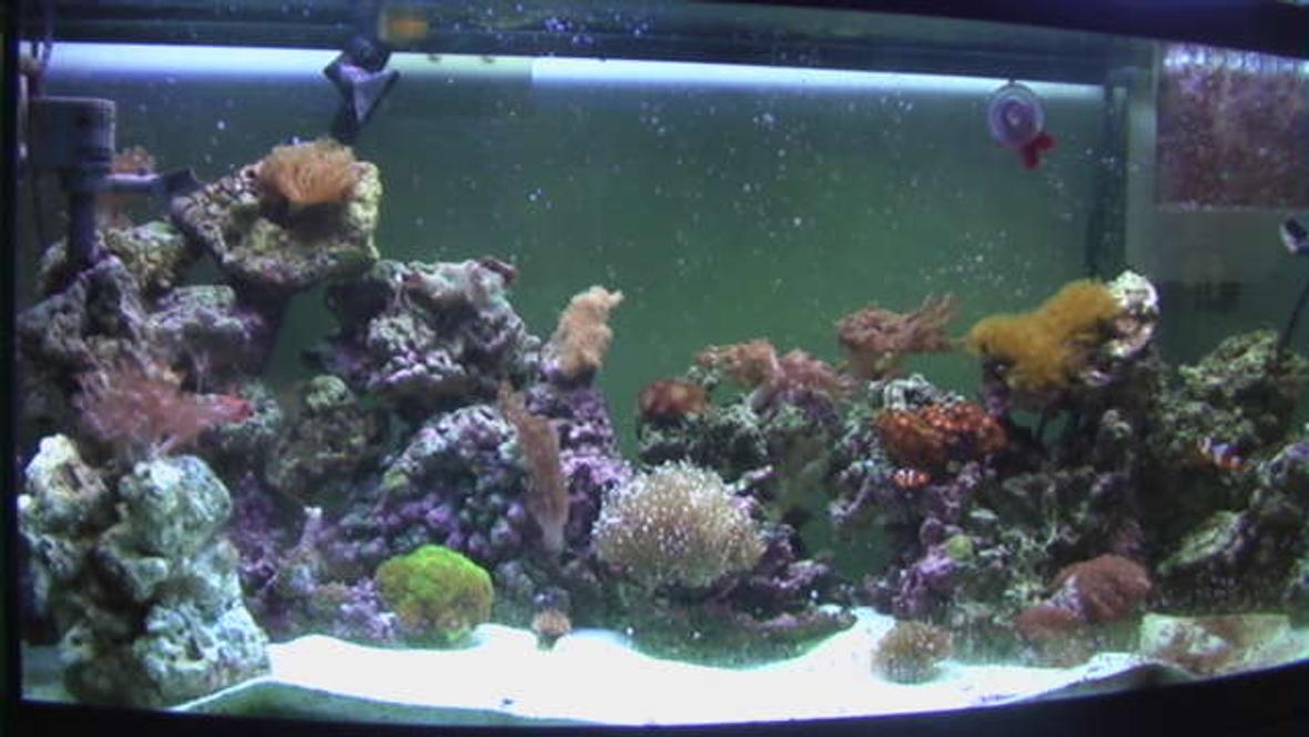 72 gallons reef tank (mostly live coral and fish) - 72 Gallon Bowfront