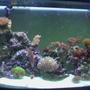 72 gallons reef tank (mostly live coral and fish) - 72 Gallon Bowfront