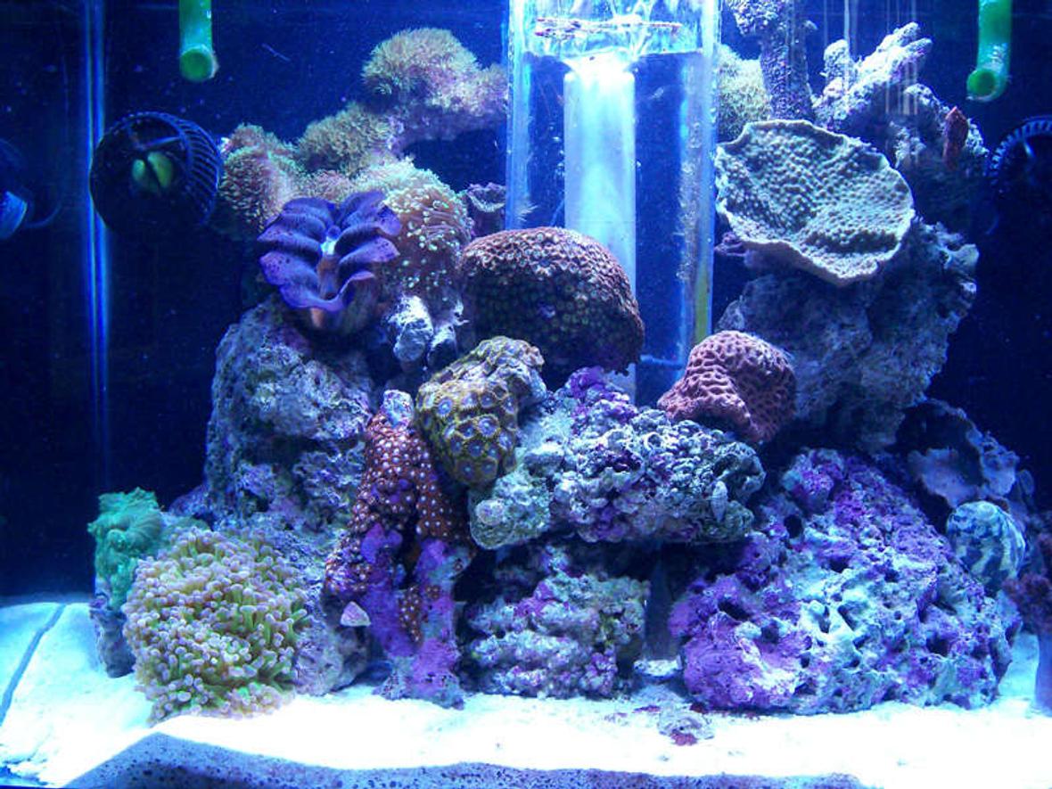 20 gallons reef tank (mostly live coral and fish) - Updated Front Tank Shot