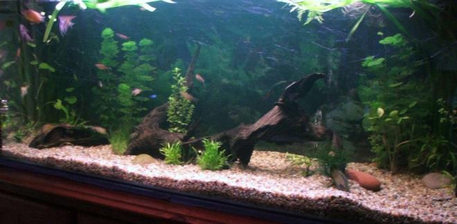 50 gallons planted tank (mostly live plants and fish) - My comunity planted 4' tank