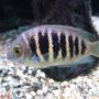 freshwater fish - etroplus canarensis - green chromide stocking in 100 gallons tank - Forget the name, but it's an indian cichlid (not common). Looks marine, but is freshwater.