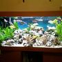 66 gallons planted tank (mostly live plants and fish) - full of plants nice and bright