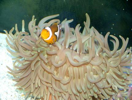 saltwater fish - amphiprion percula - true percula clownfish stocking in 150 gallons tank - Our little Charlie (Percula Clown)