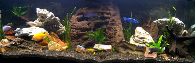 169 gallons freshwater fish tank (mostly fish and non-living decorations) - My 640ltr Cichlid tank