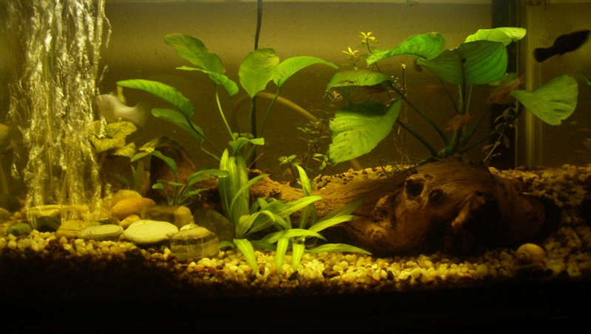 10 gallons planted tank (mostly live plants and fish) - This started out as a feeder tank, then i got a little carried away. 10 gallon planted.