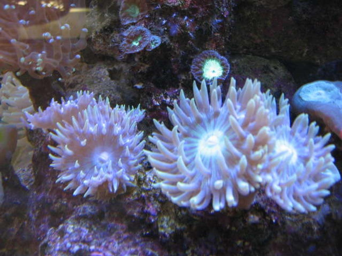 corals inverts - duncanopsammia axifuga - giant green polyp duncan stocking in 225 gallons tank - Duncan mania