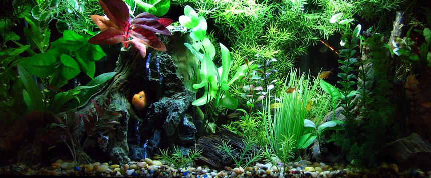 Rated #17: 30 Gallons Freshwater Fish Tank - New design and hopefully final design of tank.