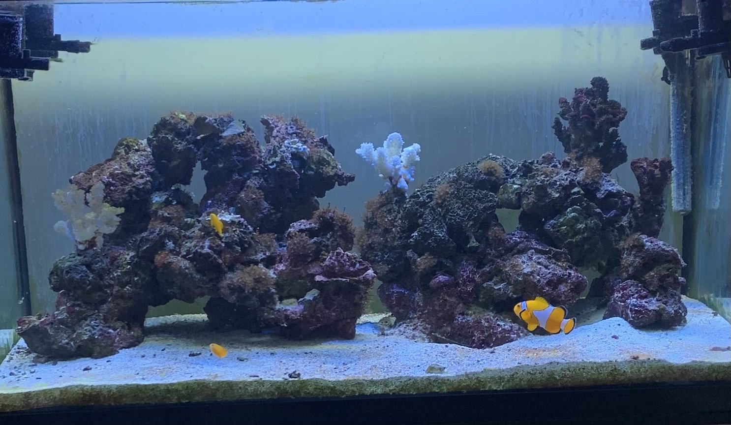 saltwater fish for a 50 gallon tank
