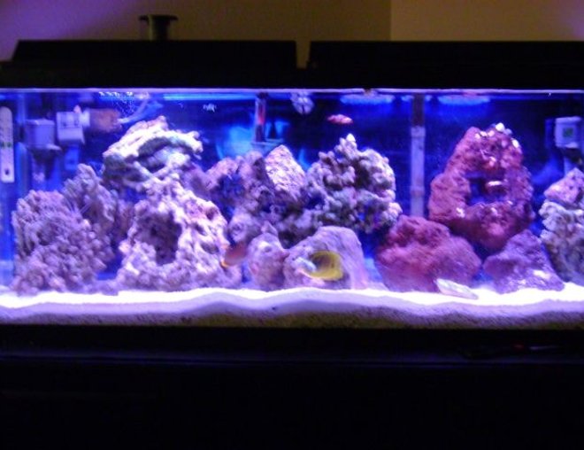 55 gallons saltwater fish tank (mostly fish, little/no live coral) - 55 gallon saltwater