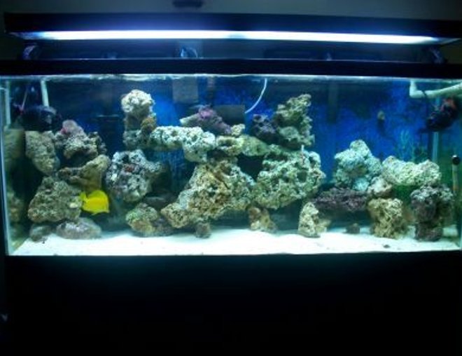 55 gallons saltwater fish tank (mostly fish, little/no live coral) - 55 gallon 5 months now.