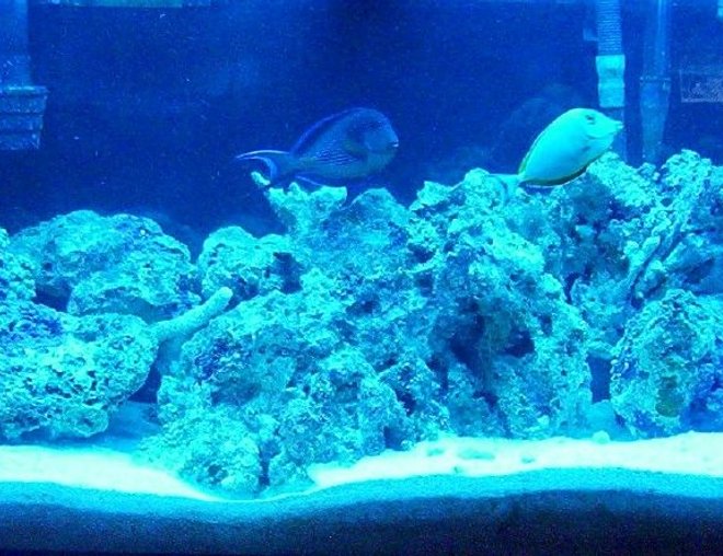55 gallons saltwater fish tank (mostly fish, little/no live coral) - 55gallon salt water tank