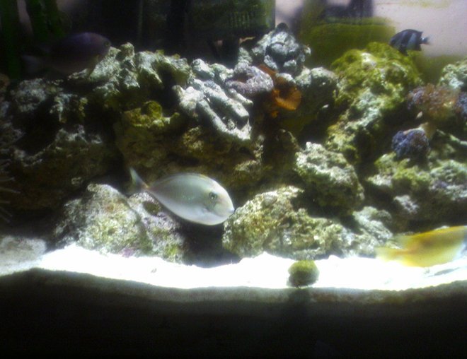 55 gallons saltwater fish tank (mostly fish, little/no live coral) - Unicorn Tang