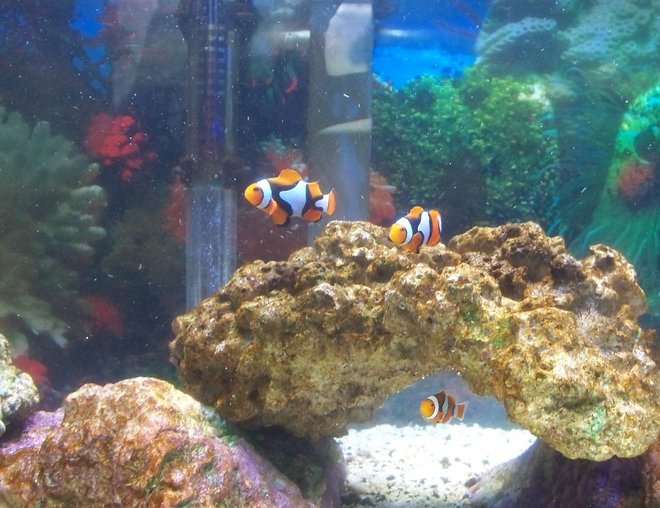 20 gallons saltwater fish tank (mostly fish, little/no live coral) - Hide and go seek !!!
