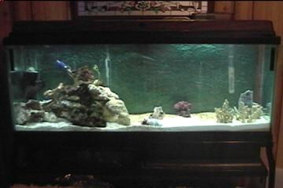 Rated #408: Saltwater Fish Tank - i am new at saltwater tanks and any advice is appreciated. thanks.