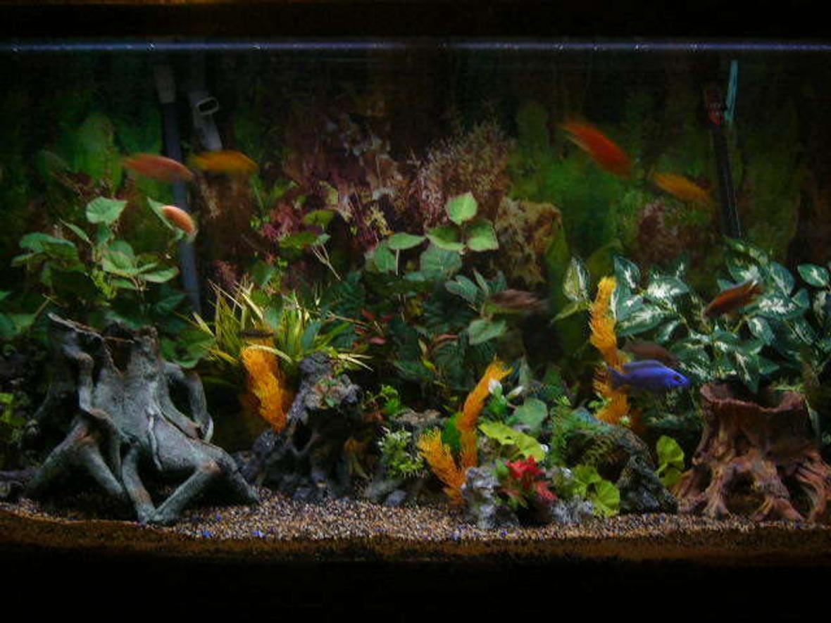 80 gallons freshwater fish tank (mostly fish and non-living decorations) - my tank