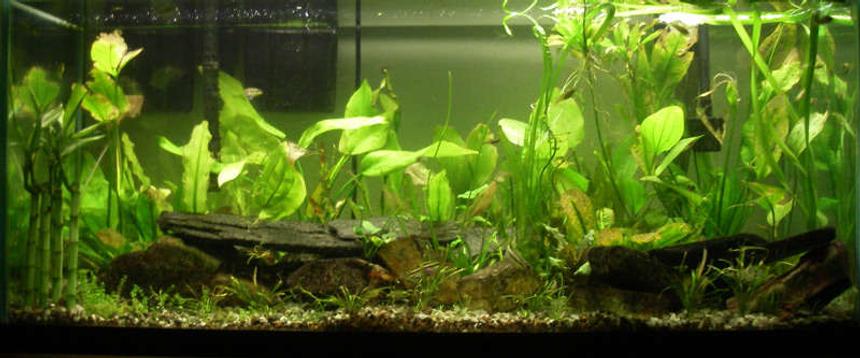 Rated #116: 75 Gallons Planted Tank - 75 gallon planted, i am now obsessed with planted tanks, no fertilizer, no co2, lots of fish and life.
