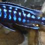 freshwater fish - melanochromis johannii - johanni cichlid stocking in 29 gallons tank - Electric blue johanni