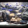 freshwater fish tank (mostly fish and non-living decorations) - Tank is 5"x2"x2" with an ocean sand substrate along with natural rocks and drift wood. It has a custom made latex rock background and is lit up using a large Halide light and an coral marine blue tube. Heating is supplies by the Jager heater and the water is kept crystal clear with the large Wet Dry filter.