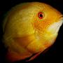 freshwater fish - heros serverus - gold severum stocking in 87 gallons tank - Dom Golden Severum